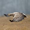 White Tailed Eagle by Menno Schaefer