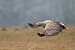 White Tailed Eagle sur Menno Schaefer