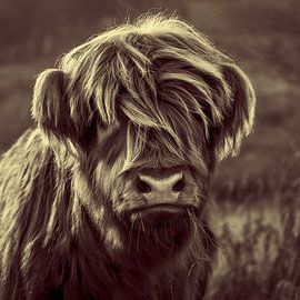Relaxed Highland Cattle Kid sur janWindlook