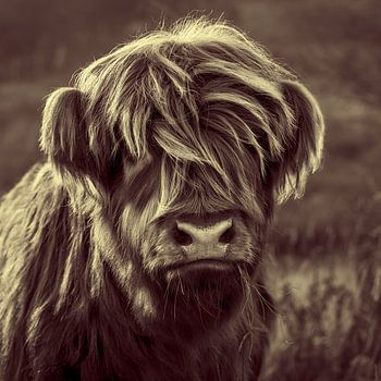 Relaxed Highland Cattle Kid