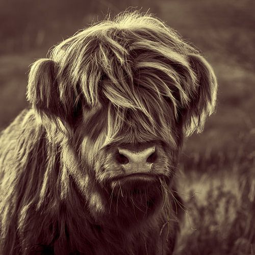 Relaxed Highland Cattle Kid