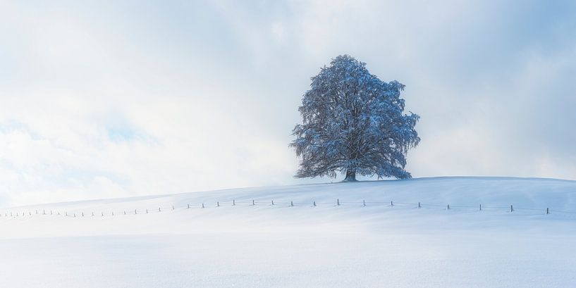 Buche im Winter, Allgäu von Walter G. Allgöwer