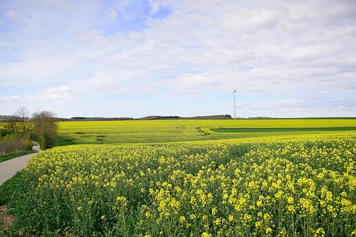 Glooiende gele heuvels