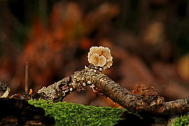 Autumn magic on a moss-covered twig by Nicole Timmerman