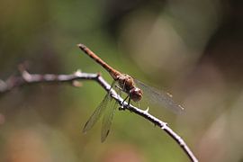 Libellule brune sur une branche sur Eline Lohman