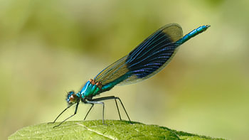 Meadow Damselfly