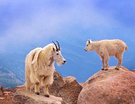 A Mother's Smile by David Scarbrough