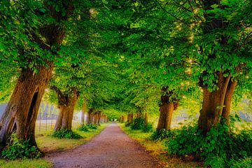 avenue of linden trees by eric van der eijk