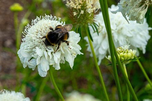 Bumblebee on a white flower