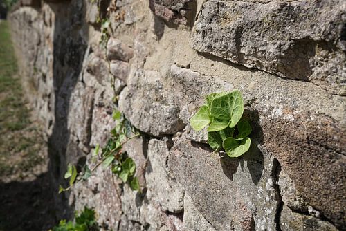 Lierre sur un mur
