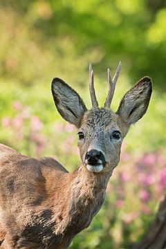 Close-up of a roebuck by Michel Roesink