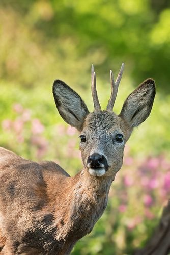 Close-up of a roebuck