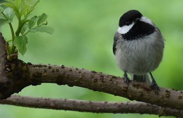 A tit in the garden in spring by Claude Laprise