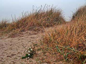 Nature morte de la plage