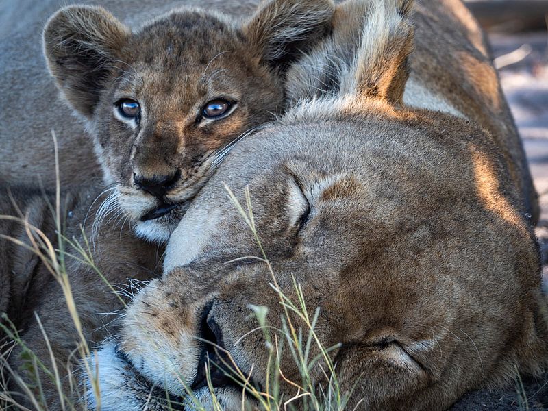 lion and cub by Marc Van den Broeck