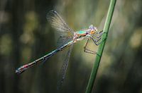 Macro Juffer