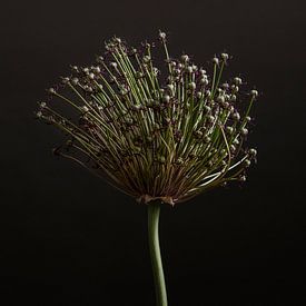 The Floral Essence IV van Wendy Bos