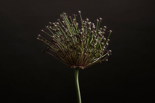 The Floral Essence IV