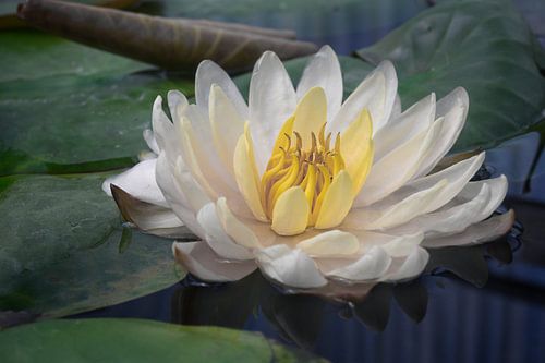 Seerose in Stille von Minimalistic Travel Photography by.Rieneke