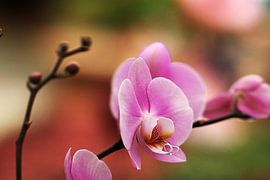 The Orchid by Cornelis (Cees) Cornelissen