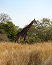 South African Giraffe von Ian Schepers Miniaturansicht