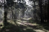 The forest path by DuFrank Images thumbnail