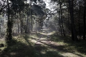 Der Waldweg