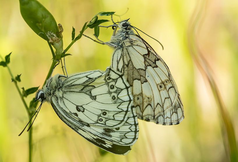 Butterflies by Hennie Zeij