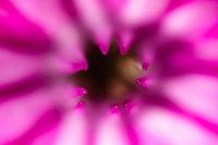 Purple Flower Macro 2