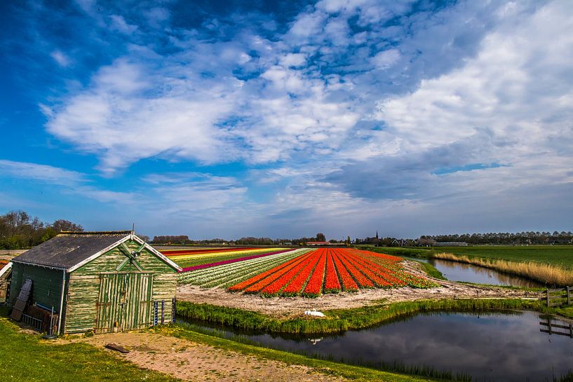 Barn at tulip field by peterheinspictures