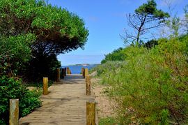 Pad naar het strand van Frank's Awesome Travels