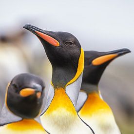 Les manchots royaux en Géorgie du Sud sur Ron van der Stappen