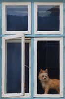 Raam met schattige hond