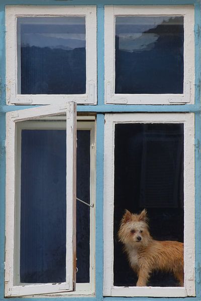 Fenster mit niedlichem Hund von Ines Porada