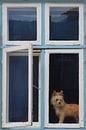 Fenster mit niedlichem Hund von Ines Porada Miniaturansicht