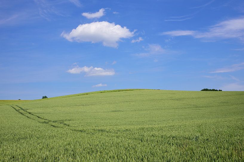 A green wheat field in front of a blue sky by Ulrike Leone