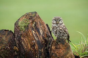 Steenuil (Athene noctua) van Ronald Pol