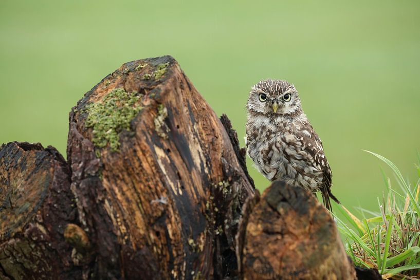 Steenuil (Athene noctua) van Ronald Pol