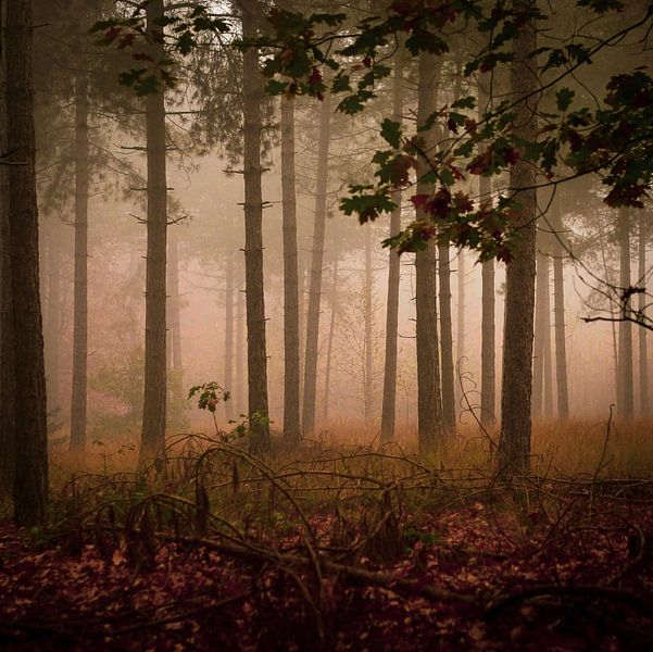 Doorkijk In De Stiphoutse Bossen van Danielle Tempelaars