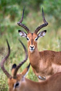 Portret van een impala in Zuid-Afrika van Chihong