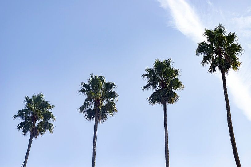 Palmen in einer Reihe mit blauem Himmel | Porto in Portugal von Karijn | Fine art Natuur en Reis Fotografie