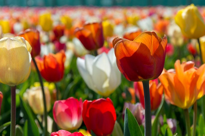 Lente!!! by Patrick Vischschraper
