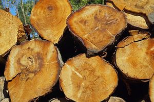gefällte Baumstämme entlang des Weges in Schottland