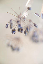 Close-up of the seeds of the dill plant by Birgitte Bergman