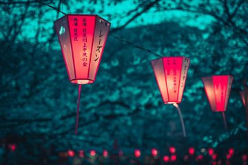 Lantern with cherry blossoms in Tokyo by Mickéle Godderis