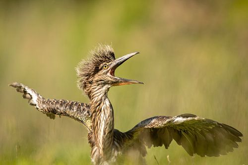 Baby Kwak schrikt  National Geographic Winnaar