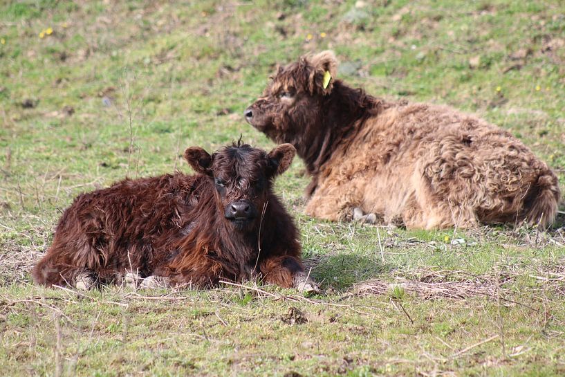 Galloway with Calf by John Kerkhofs