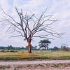 Einsamer toter Baum in der Kalmthoutse Heide von Daan Duvillier | Dsquared Photography