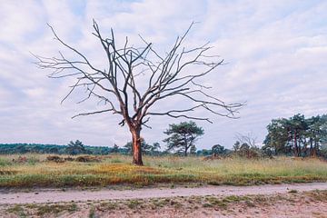 Alleenstaande dode boom op de Kalmthoutse Heide van Daan Duvillier | Regio in de Kijker