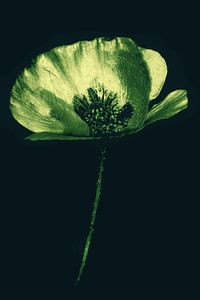 Pavot vert
